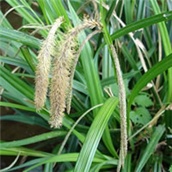 Visoki šaš - lat. Carex pendula