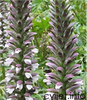 Cvijet Primog - Acanthus 