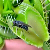 Dionaea muscipula