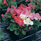 Begonija – lat. Begonia semperflorens 