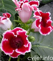 Cvijet Gloksinija - Sinningia 