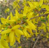 FORZICIJA - lat. Forsythia