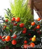 Zimska trešnja - Pomoćnica - lat.solanum capsicastrum