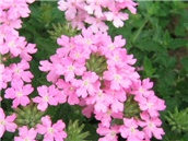 Verbena