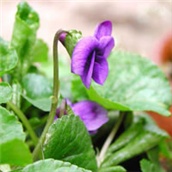 Ljubičica lat. Viola odorata