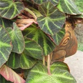 Cvijet Begonija – lat. Begonija spp.
