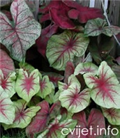 Kaladij, šareni korijen – lat. Caladium bicolor