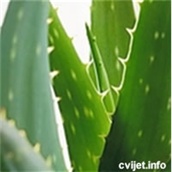 Aloe vera - lat. Aloe vera L.