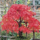 Japanski javor – lat.Acer Japonicum 