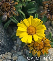 Cvijet Zlatnik - Asteriscus maritimus