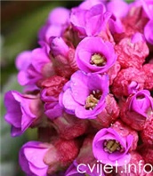 Bergenija - Bergenia cordifolia