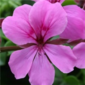 Puzava pelargonija – Pelargonium peltatum 