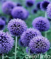 Sikavica -  Echinops ritro 