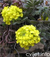 Cvijet Gromotulja - Alyssum montanum
