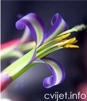 Bilbergija, kraljičine suze – lat. Billbergia nutans