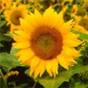 Suncokret – lat. Helianthus annuus