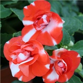 Vodenika - lat. Impatiens 