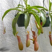 Tropski vrčevac - Nepenthes 