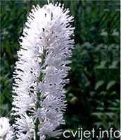 Cvijet Cimicifuga - habulica
