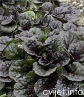 Cvijet Ivica - lat.ajuga reptans 