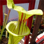 Cjevolovka - Sarracenia