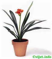 Cvijet Klivija - Clivia miniata 