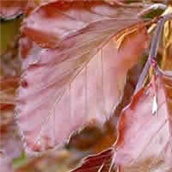 Crveno lisna bukva – lat. Fagus sylvatica