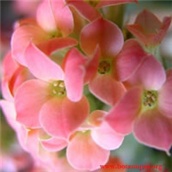 Cvijet Kalanhoa - Kalanchoe