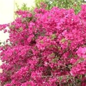 Bugenvileja – lat. Bougainvillea Glabra