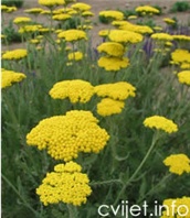 Zlatni stolisnik - Achillea filipendulina