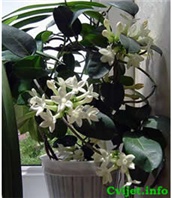 Cvijet Stefanotis lat. Stephanotis floribunda