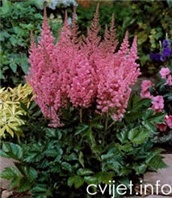 Cvijet Astilbe - Astilbe sp