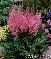 Cvijet Astilbe - Astilbe sp