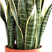 Sanseverija – lat. Sansevieria trifasciata