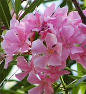 Oleander - lat. Nerium oleander