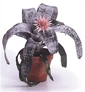 Ehmeja - lat. Aechmea fasciata