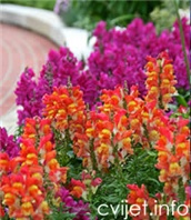 Zijevalica - antirrhinum majus