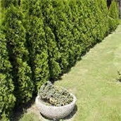 Tuja Smaragd – lat. Thuja occidentalis