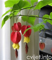 Sobni sljez - Abutilon