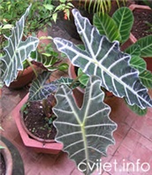 Biljka Alokazija – lat. Alocasia