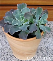 Echeveria - sukulent