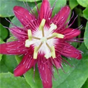 Isusova kruna - lat. Passiflora