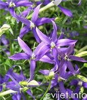 Laurencija - Laurentia Axillaris Syn. Isotoma