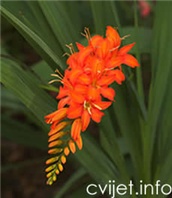 Krokozmija, montbrecija - Crocosmia montberetia