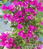 Biljka Bougainvillea - bugenvilija