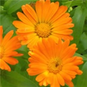 NEVEN – lat. Calendula officinalis