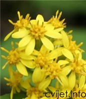 Zlatnica - Solidago virgaaurea 