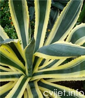 Agava – lat. Agave americana / Sisalana 