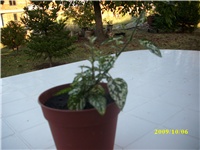 000befdc-IMG_0052.JPG