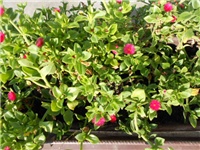 00e70d67-DSCN1356.JPG